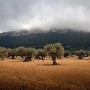 potare l' olivo dopo l'inverno