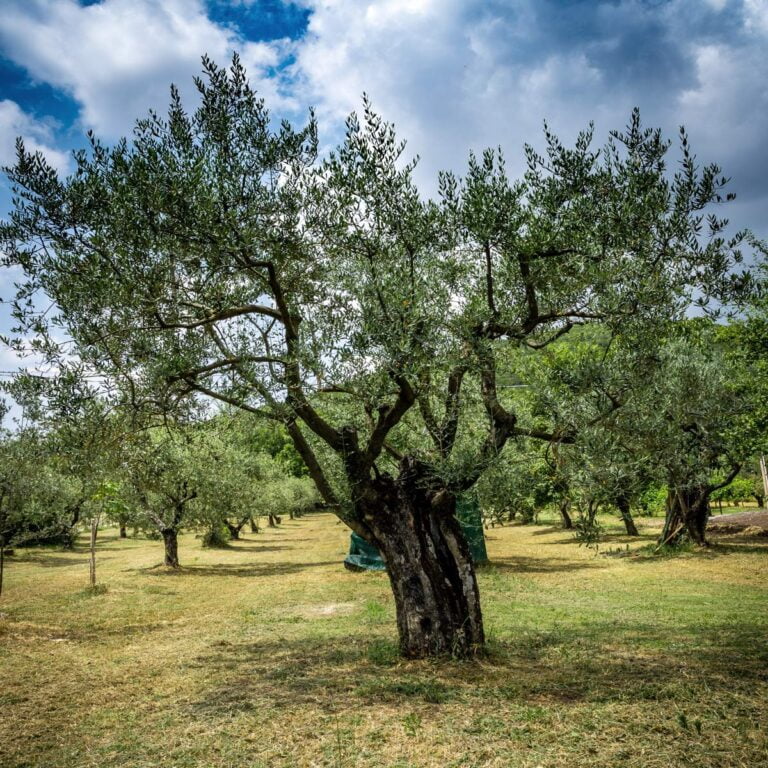 albero di olivo da potare