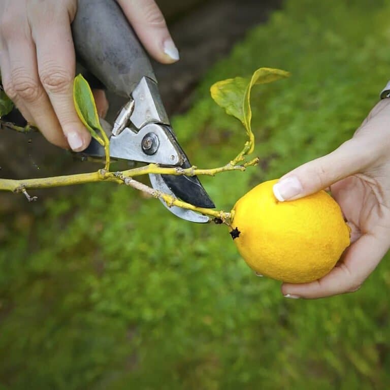 potatura del limone con forbici